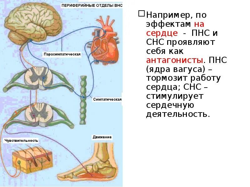 Функции автономной нервной системы. Функции автономной нервной системы