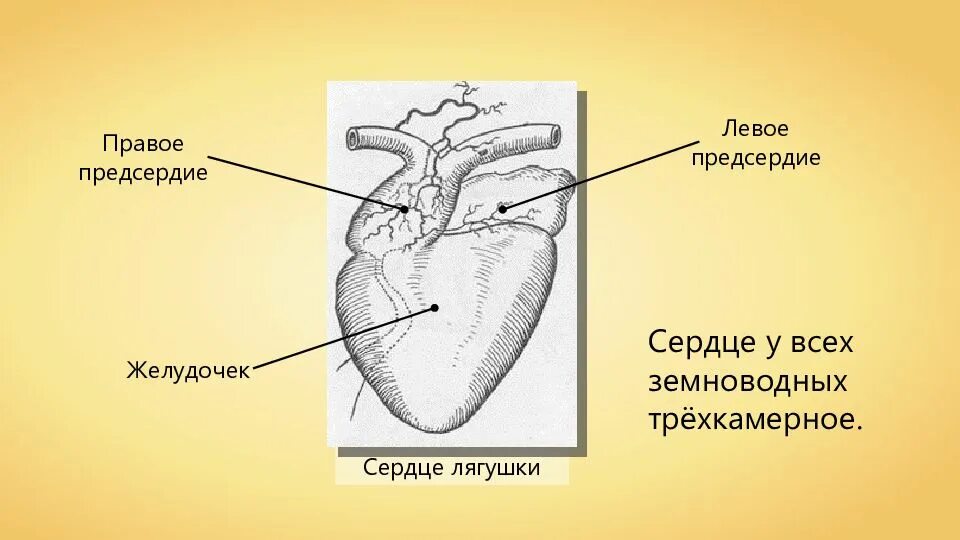 В желудочке земноводных находится кровь. Строение сердца лягушки. Желудочек сердца лягушки. Правое предсердие сердца лягушки. Предсердие земноводных.