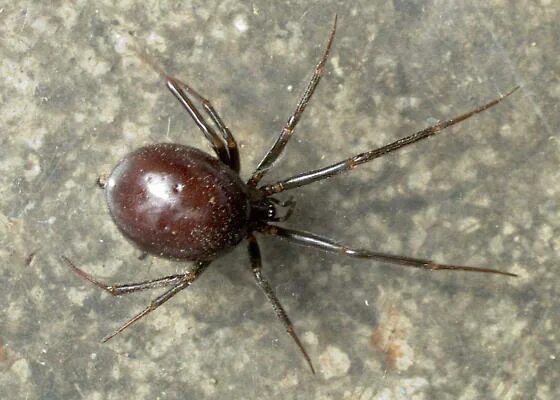 Стеатода крупная. Стеатода Гросса. Steatoda grossa паук. Steatoda Аранеоморфные пауки. Ложный Каракурт стеатода Гросса.