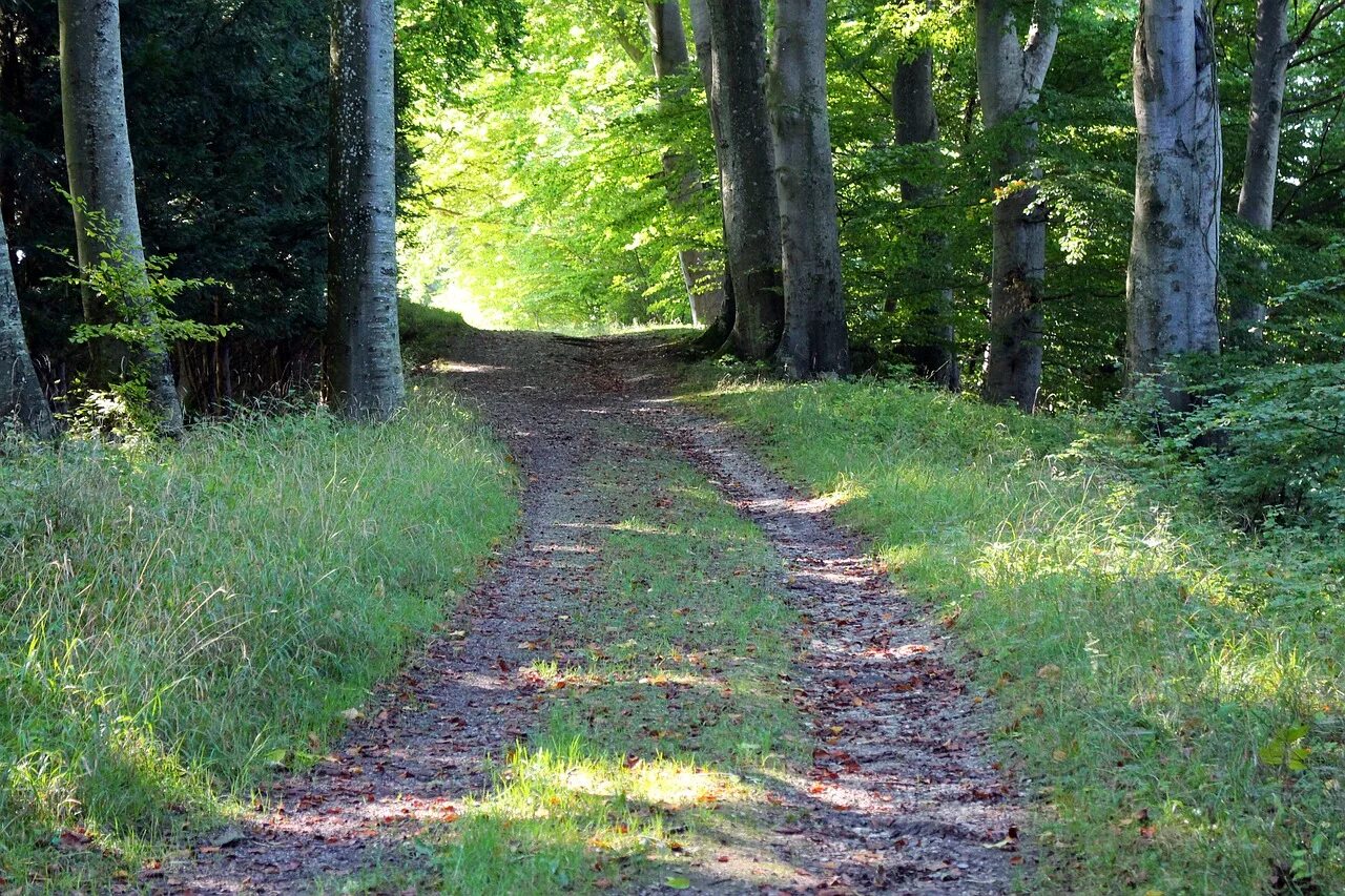 Z path