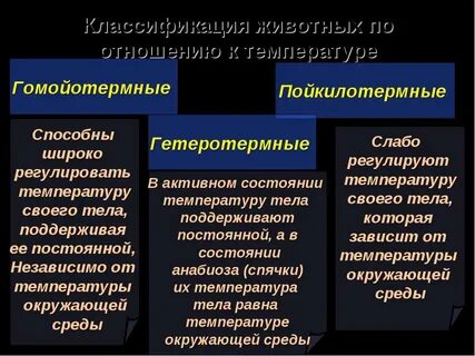 Гомойотермные