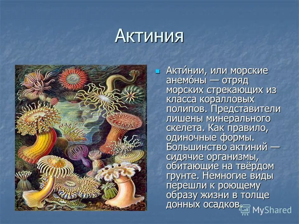 Коралловые полипы актиния. Коралл актиния Тип и класс. Актиния Тип питания. Биология Кишечнополостные коралловые полипы.