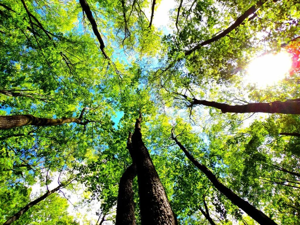 Go look in the trees