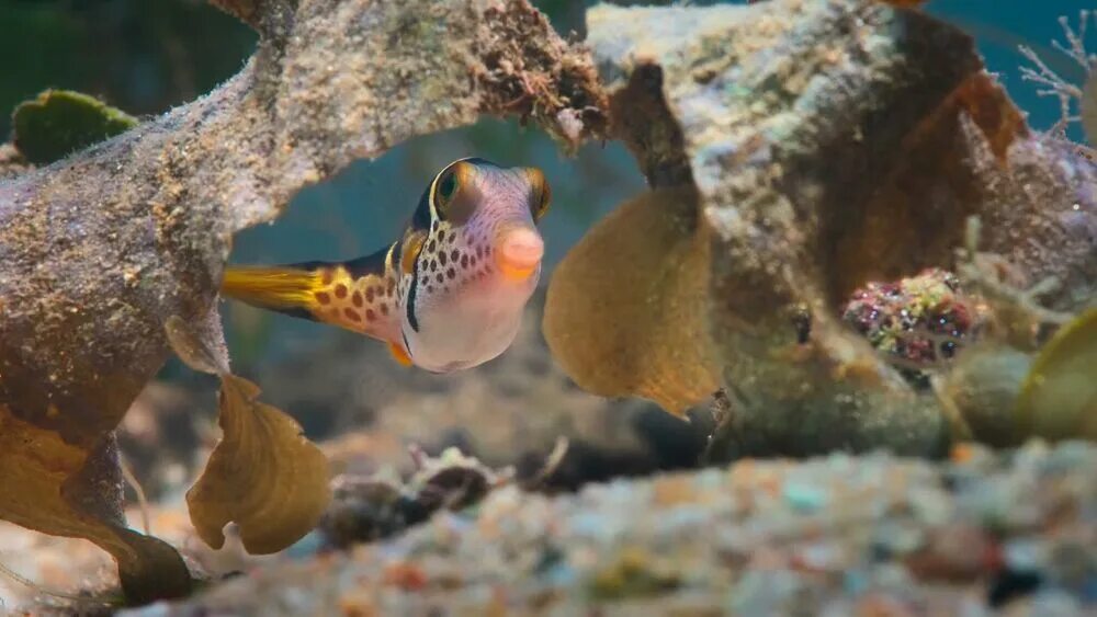 Reef обзор. Чудеса кораллового рифа (2025) (puff: wonders of the reef).