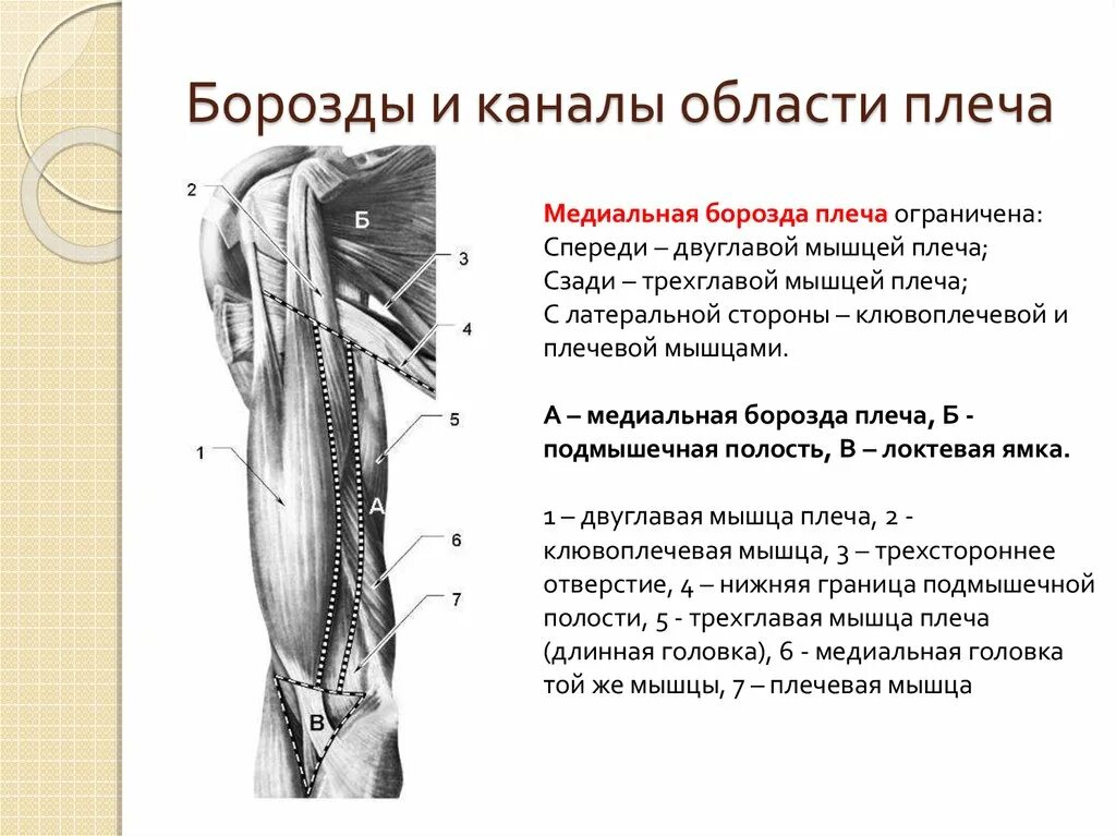 Область локтевого сустава топографическая анатомия. Медиальная борозда плеча образована. Медиальная локтевая борозда плеча. Нервы предплечья топографическая анатомия. Внутренняя поверхность плеча