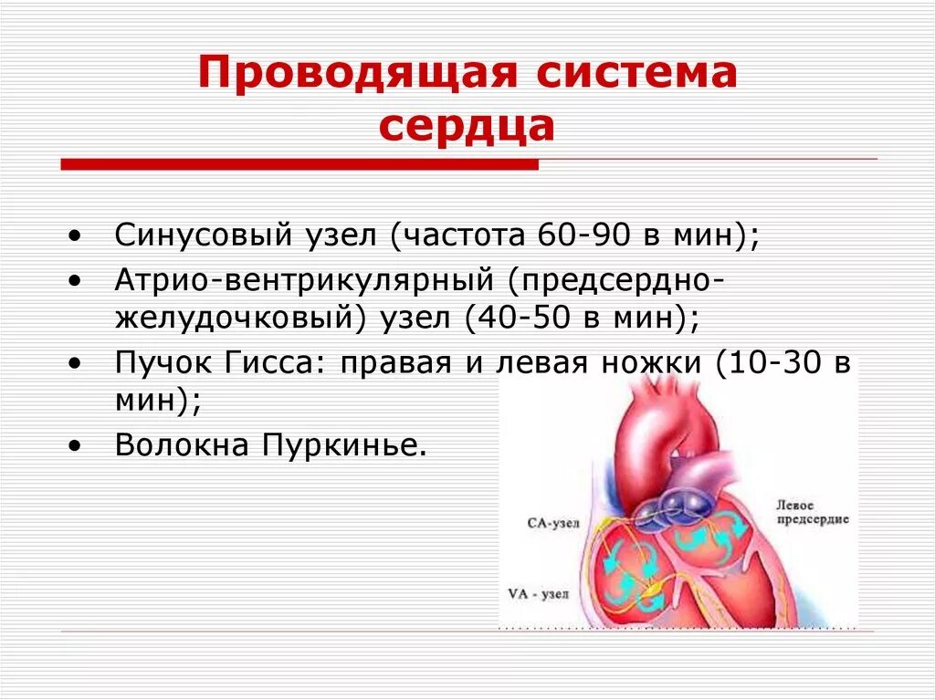 Сердечный узел. Проводящая система сердца синусовый узел. синусовый узел чсс. проводящая система сердца частота. строение проводящей системы сердца.