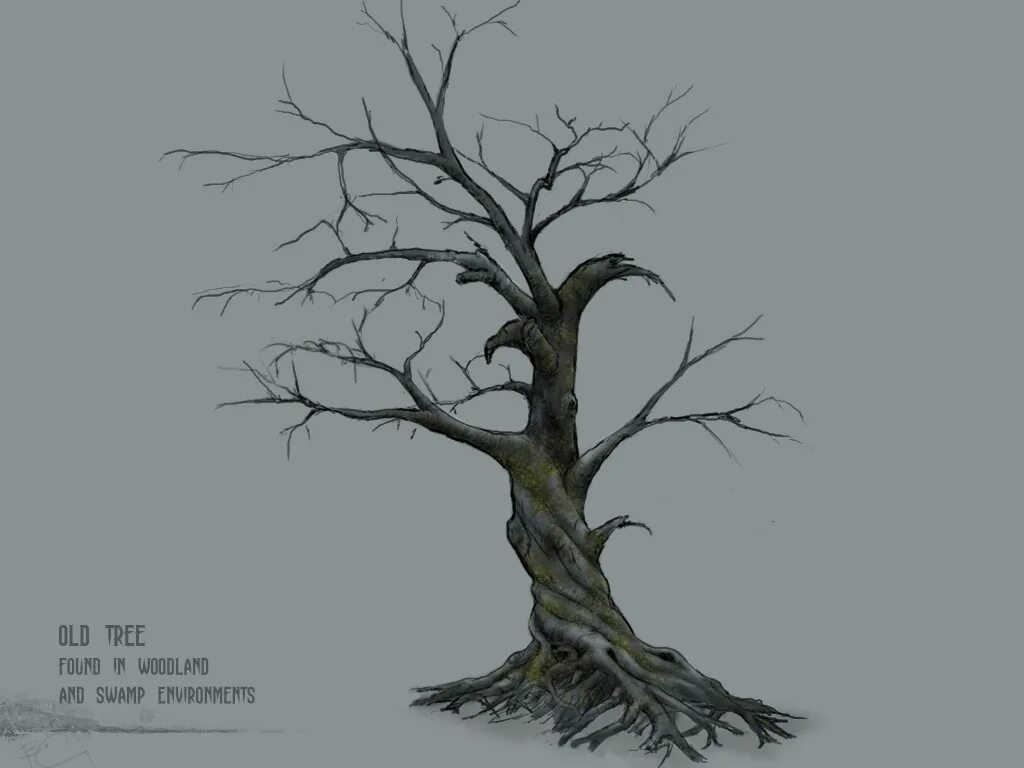 It is old tree. Дерево долгожитель графика. half life tree. vladimir mystical treee.