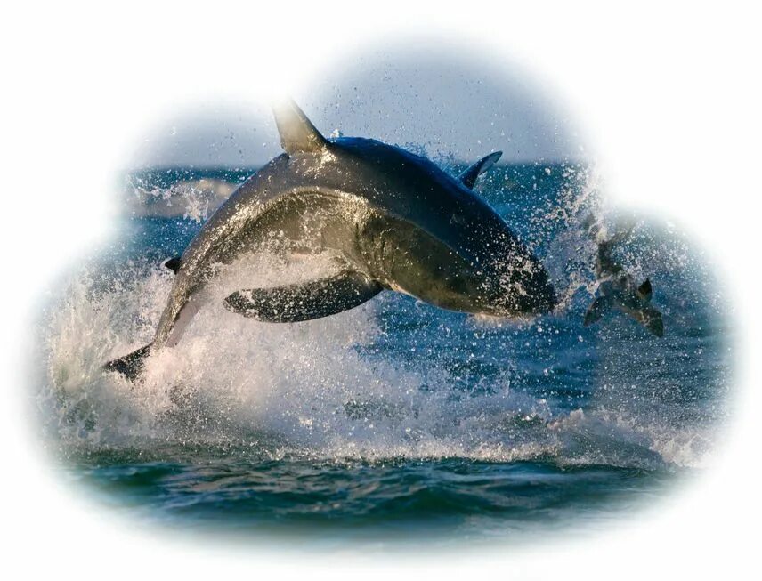 Сонник акула в воде. Сонник акула в воде. Сонник акула в воде. Сонник акула в воде. Longfin mako.