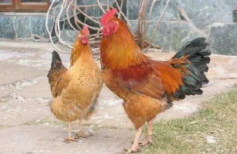 Мөлдір трусикидегі жетілген әйелдер фотосы