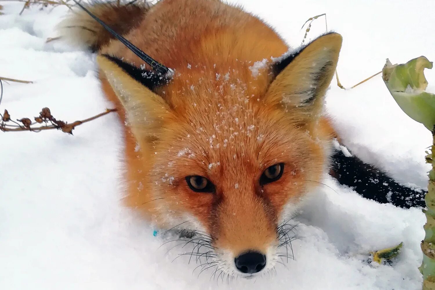 лисы в городе. лисы в городе. лисов г. лисица свердловской области. эволюция лисы.