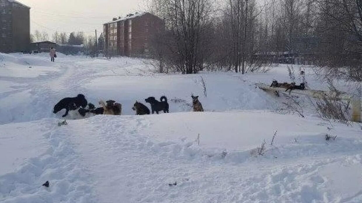 Приют для животных в нерюнгри. Бродячие собаки нападают. Бродячие собаки зима. Нападение собак на людей якутск. Нерюнгри собаки напали.