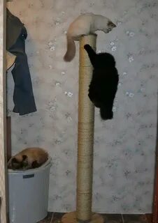 Чтобы кот не метил дверь