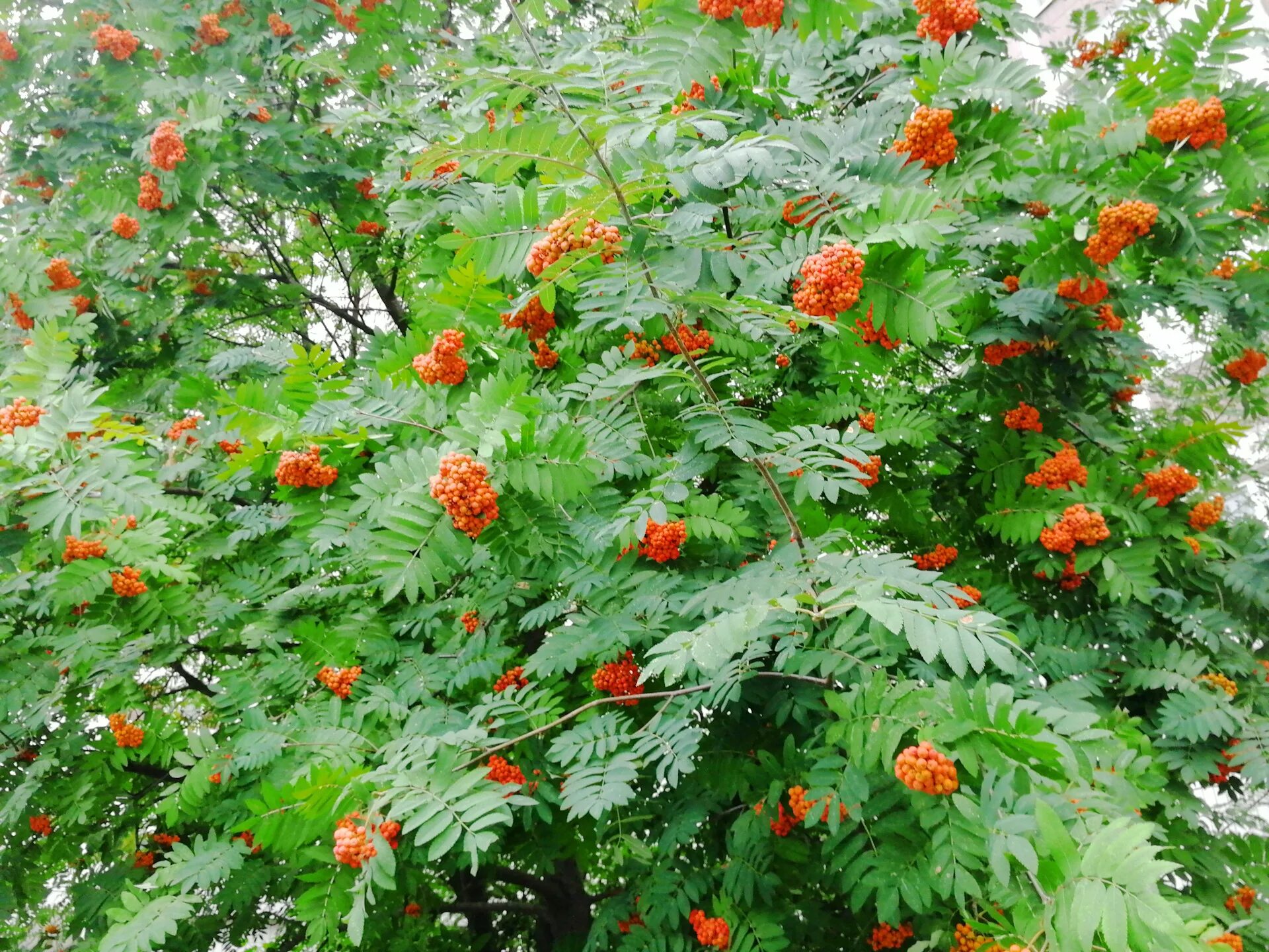 Рябина цветет. Карика папайя дуболистная. Рябина Sorbus aucuparia Цветущая. Дерево Буш красный. Рябина дуболистная дерево.