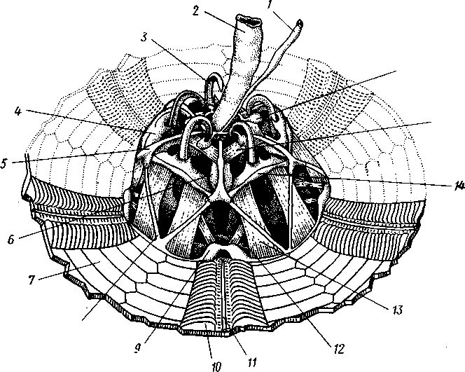 Внутреннее строение ежа. Аристотелев фонарь морских ежей. Аристотелев фонарь морских ежей строение. Аристотелев фонарь морских ежей рисунок. Аристотелев фонарь строение.