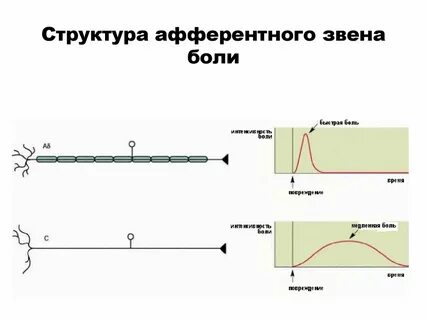Афферентное звено