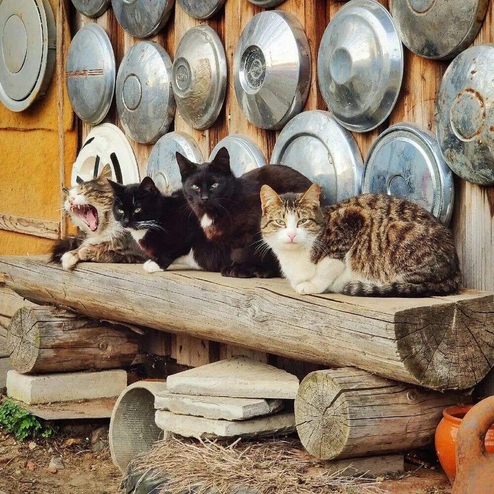 Уличные кошки купить. Уличная кошка. Домики уличных кошек в ряд. Уличные кошки ра. Уличные котята на улице печатной.