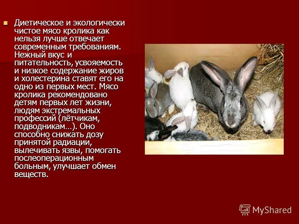 кролиководство информация. кролиководство слайд. кролиководство проект. проект про кроликов. кролиководство отрасль животноводства.