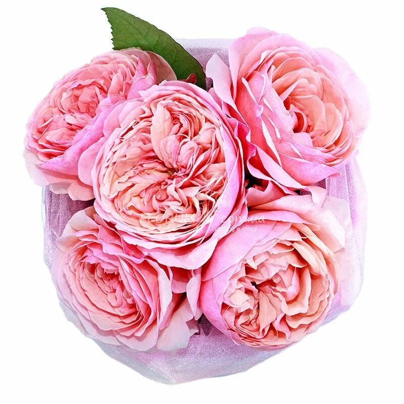 Пионовидные розы москва. Пионовидные розы москва. Пионовидные розы москва. Пионовидные розы тесс. Мэнсфилд парк кустовая пионовидная.