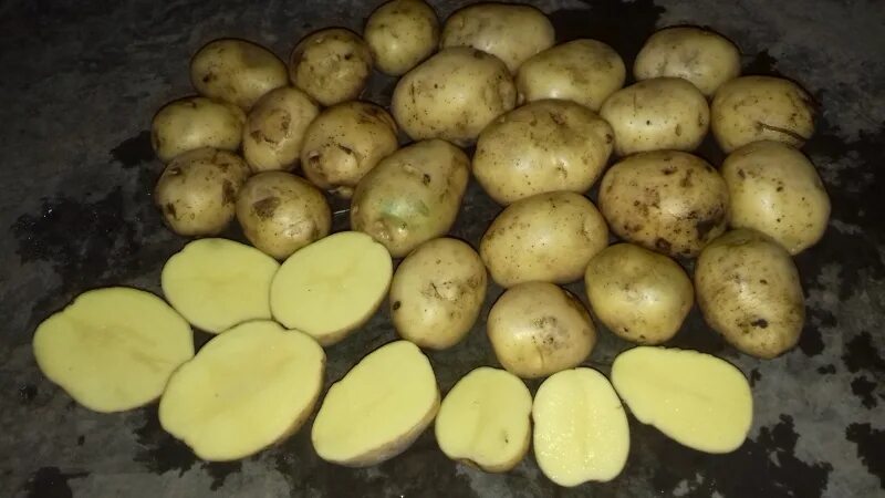 Сорт картофеля самба. Сорт картофеля маяк. картофель армавирка. картофель хабаровск. нижняя иволга продается картофель.