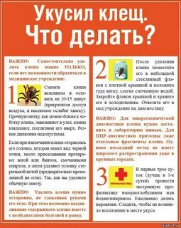 Что надо делать после укуса