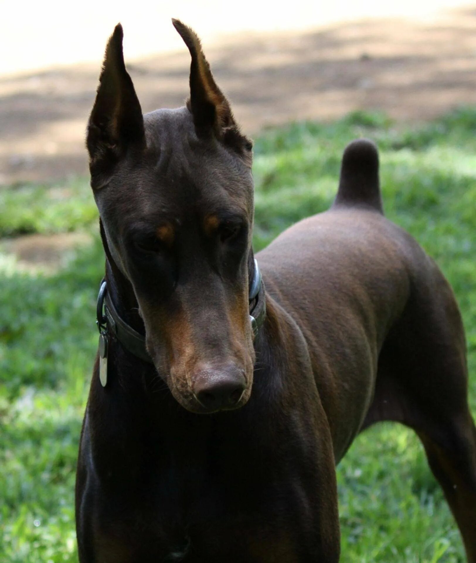 Доберман черно коричневый. Порода доберман-пинчер. Доберман черный. Доберман черно коричневый. Доберман-пинчер шоколадный.