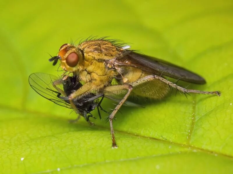 Сайт мух. Scathophaga stercoraria. Навозница рыжая Scathophaga stercoraria. Навозная Муха. Рыжая навозная Муха.