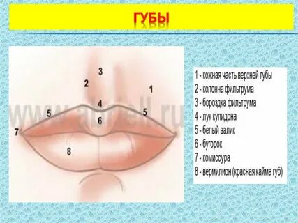 Верхняя губа строение
