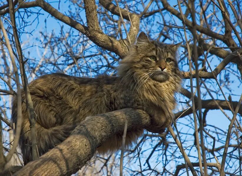 Кот живущий на дереве. Кошки на дереве. коты на деревьях. древесный кот. кот высоко на дереве.
