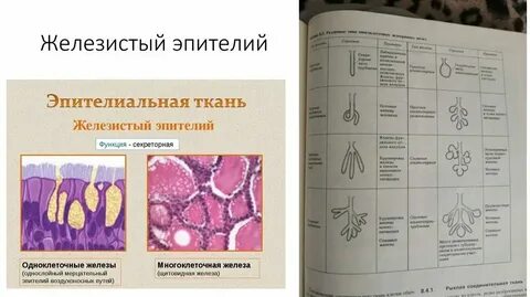 Особенности строения клеток железистого эпителия