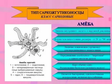 Общая характеристика одноклеточных 7 класс кратко