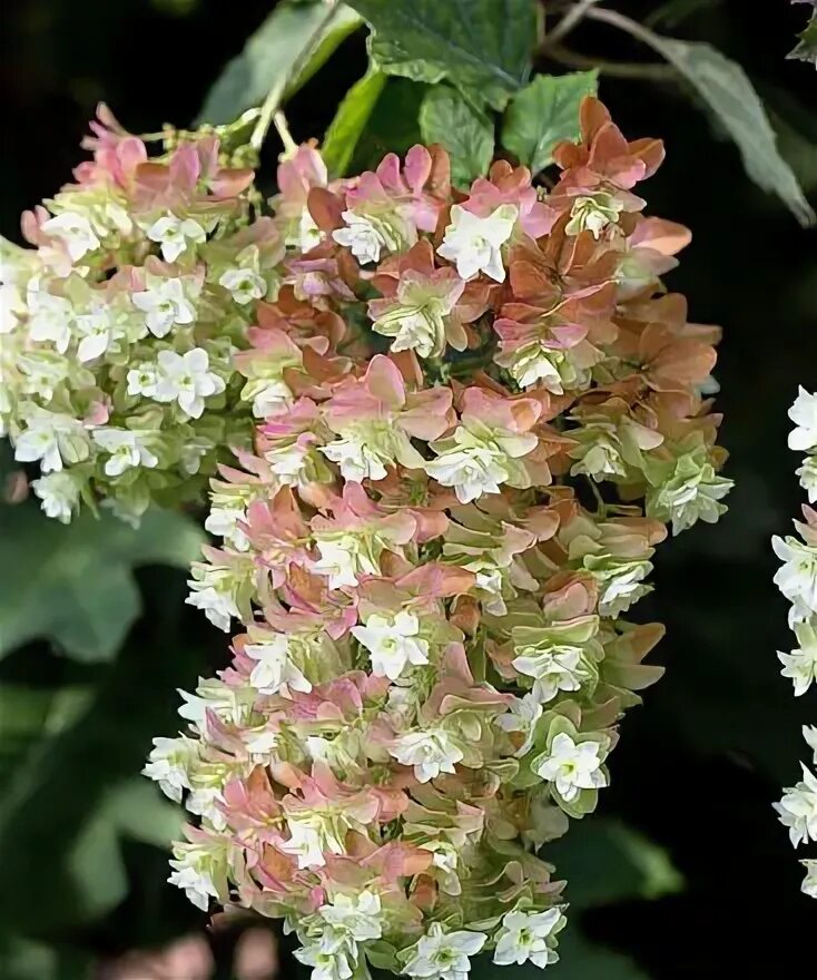 Pin on bloemen buiten Hydrangea quercifolia, Plants, Shrubs