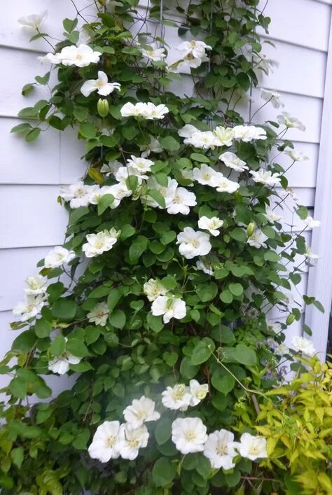 Купить Клематис гибридный Guernsey Cream - Клематис - GardenPlants
