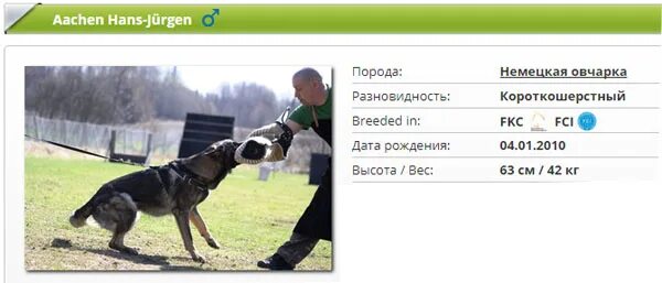 Вес овчарки в год. Вес немецкой овчарки. вес и рост взрослой немецкой овчарки. немецкая овчарка вес взрослой собаки. сколько весит немецкая овчарка.