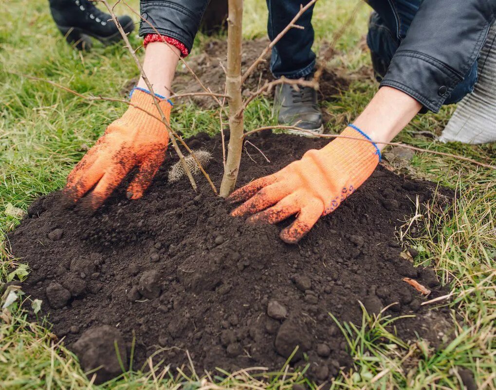 рамка субботник. сдвоенное дерево «королева леса». добрые дела для растений. саженцы деревьев крупномеров. верея новости.