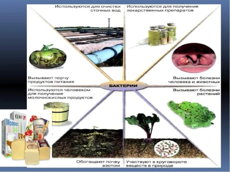 Роль бактерий в природе и для человека. Бактерии в жизни человека биология. Значение бактерий в жизни человека 5 класс биология сообщение. Сообщение роль бактерий в природе. Бактерии в жизни человека биология.