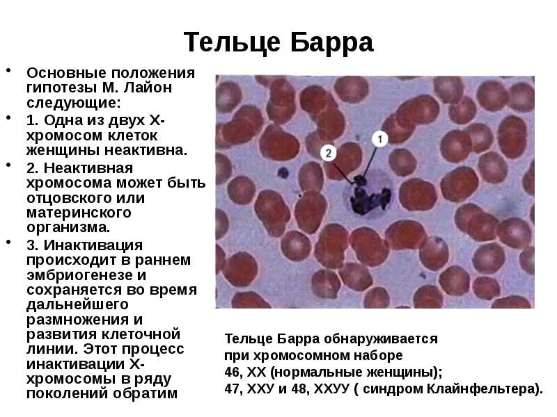 Хромосомы печени