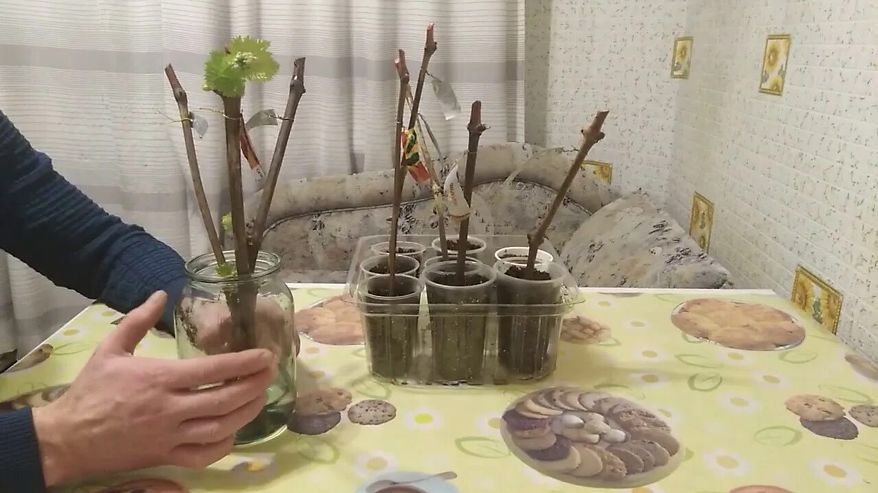 Природные стимуляторы корнеобразования черенков винограда. Размножение винограда чубуками. Проращивание черенков винограда в воде. Укоренение черенков винограда в воде. Проращивание черенков винограда.