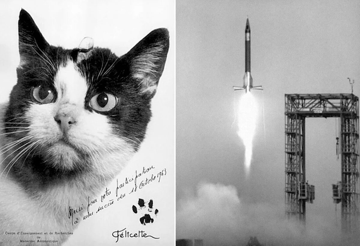 Кошка полетевшая в космос. 18 Октября 1963 года Франция кошка Фелисетт. Первая кошка космонавт Фелисетт. Кошка Фелисетта в космосе.