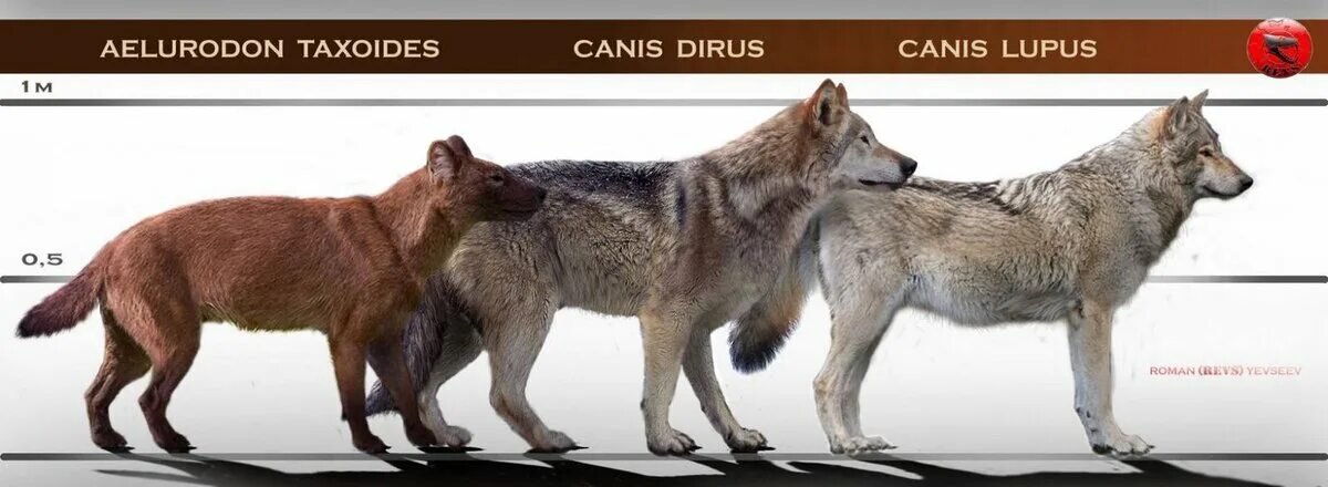 Волк canis Dirus. Canis Dirus с человеком. Ужасный волк canis Dirus размер. Canis Dirus сравнение с человеком.