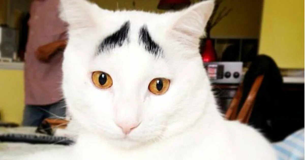 Usred кот. Необычные расцветки котов. Кот сими. Кот сэм с бровями. Кот сими.