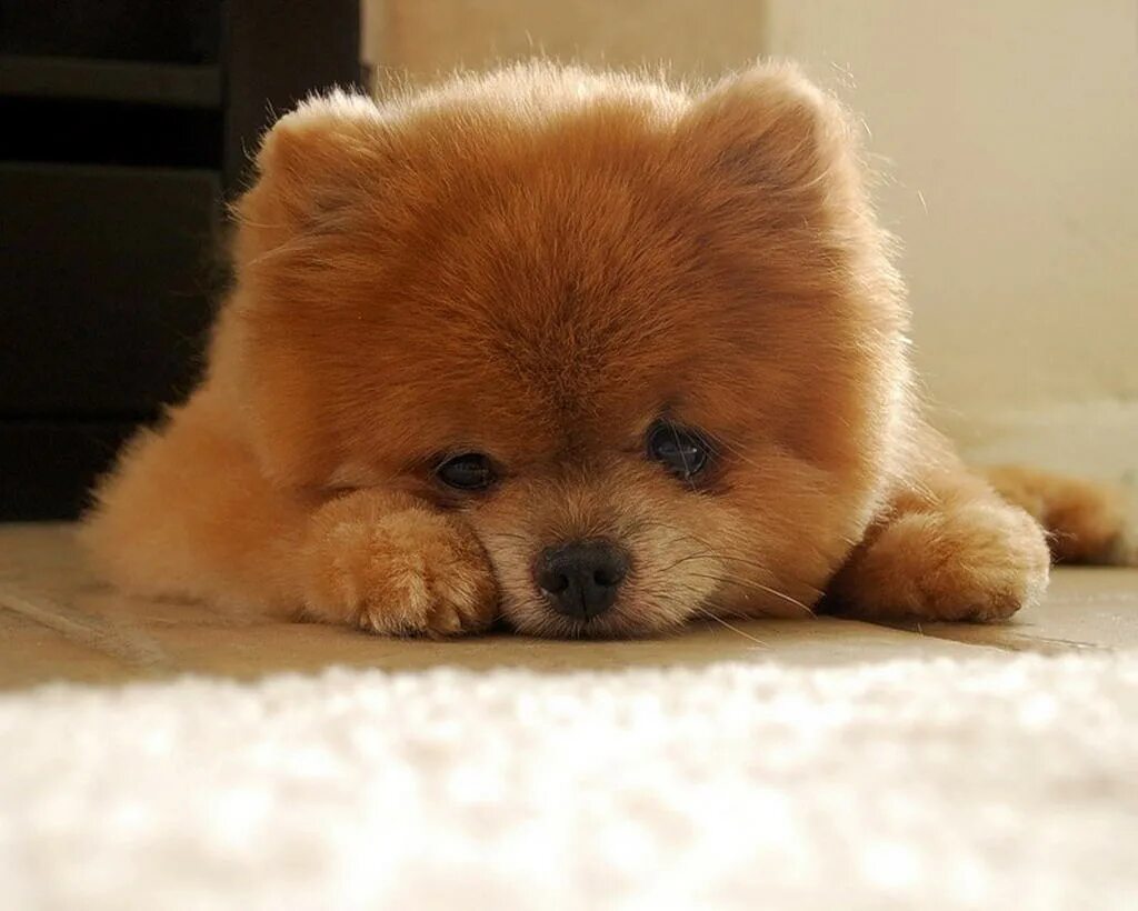 настоящие собачки. корги дворняжка. померанский шпиц плюша. стильная собака. милые собачки.