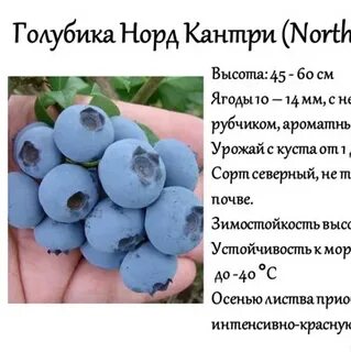 Голубика сорт норд кантри