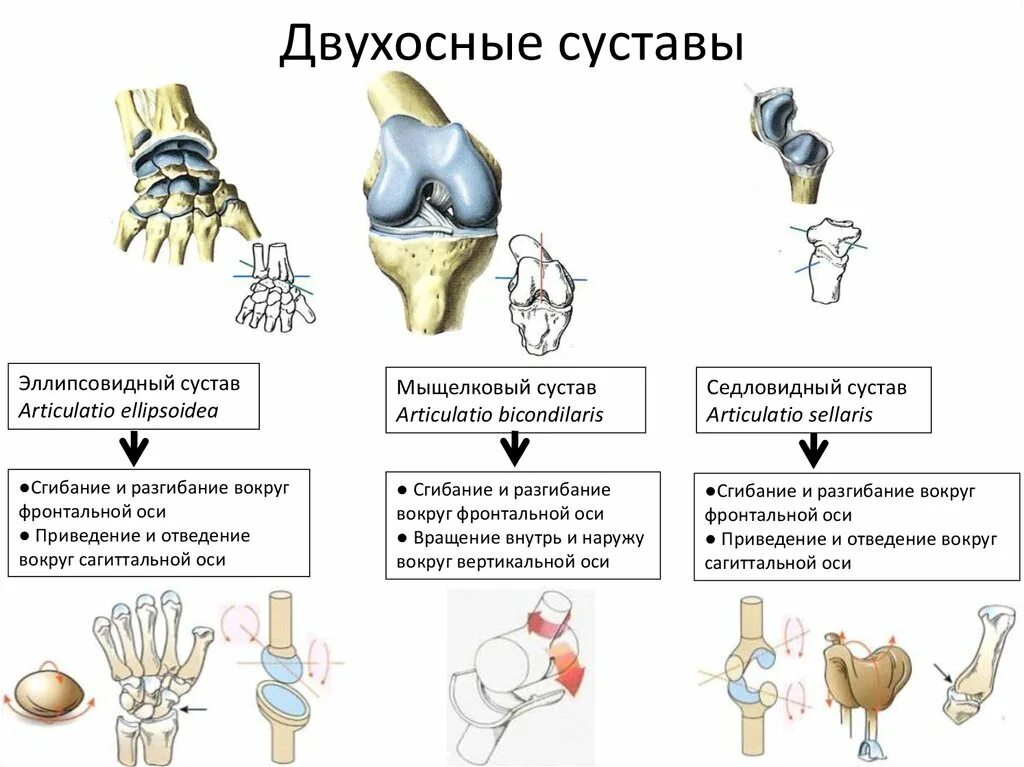 К двуосным суставам относятся суставы. Двухосные суставы. Суставы двухосные Многоосные. Двухосные суставы примеры. Функции движения суставов