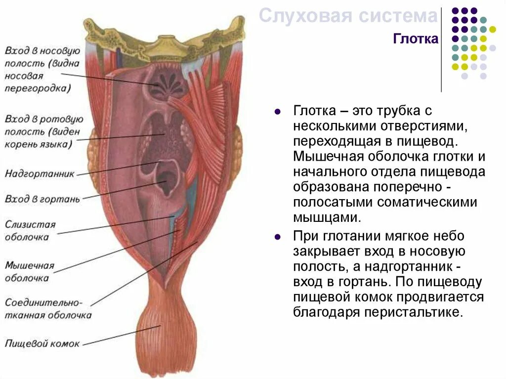 Оболочки глотки анатомия. Констрикторы глотки анатомия. Мышцы глотки. Строение стенки глотки анатомия. Глотка слои