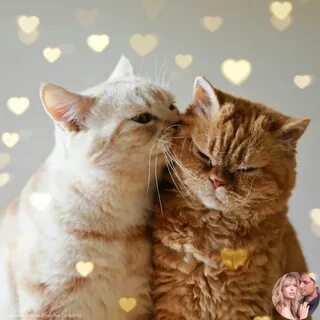 Cat loves 2