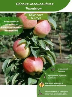 Яблони колоновидные описание