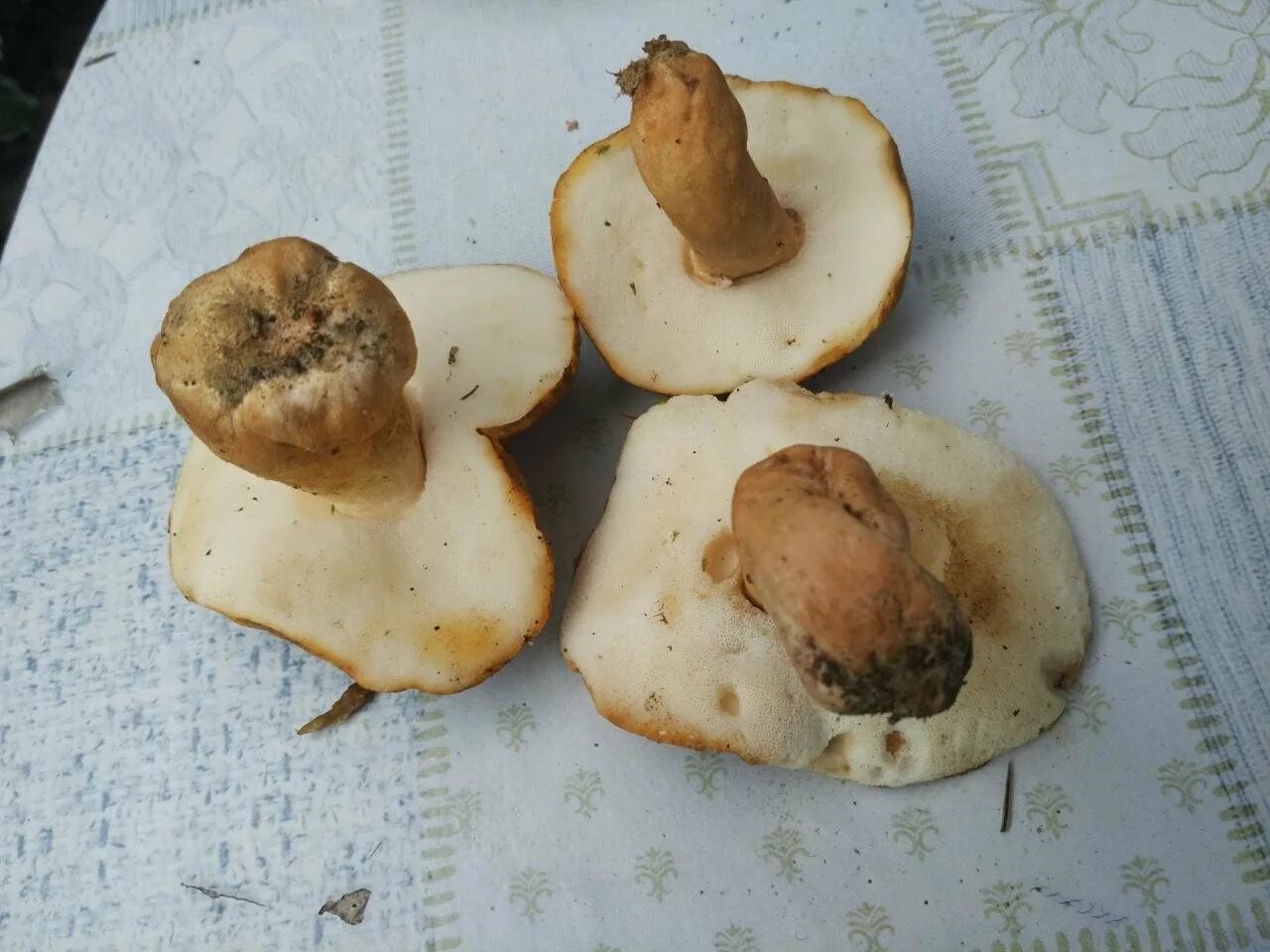 Песчаный гриб. Boletus девичий. Песочный гриб. Boletus девичий. Гриб гиропорус песчаный съедобный.