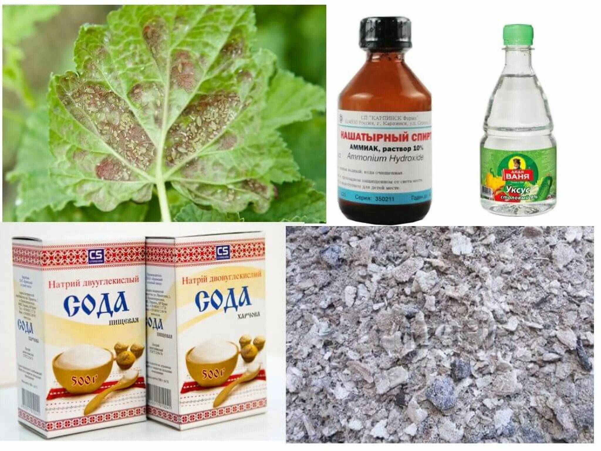 химикаты для огорода. меры борьбы с комарами. способы борьбы с биологическими рисками. назовите способы борьбы с грызунами. самый эффективный способ борьбы.