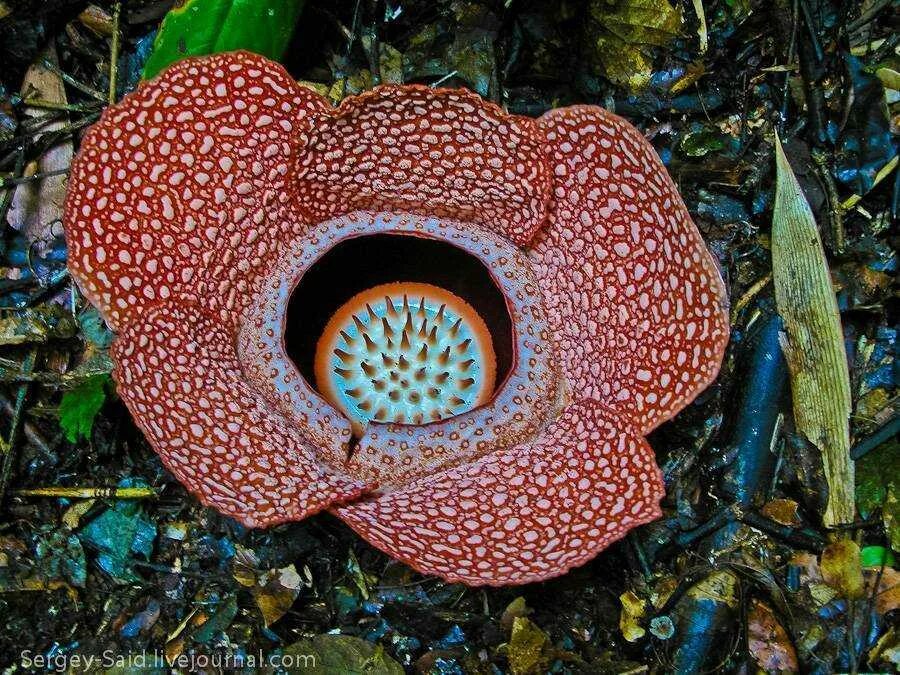 Садовая орхидея венерин башмачок. Про редкое растение. Про редкое растение. Раффлезия арнольди. Борнео цветок раффлезия.