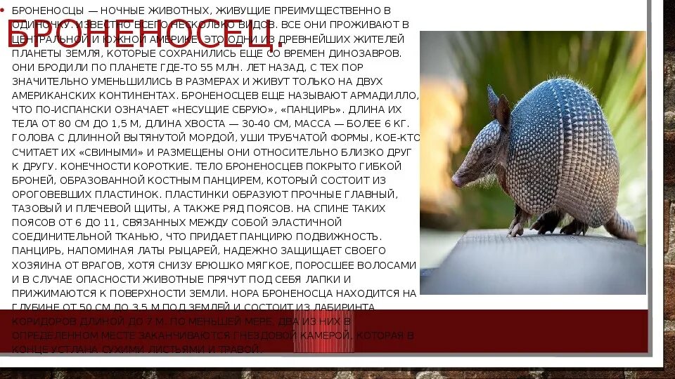 Животные южной америки 7 класс. Животные обитающие в южной америке. Животные южной америки доклад. Животные южной америки 7 класс. Животные южной америки 7 класс география.